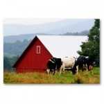 Farm Cow
