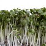 \"BROCCOLI