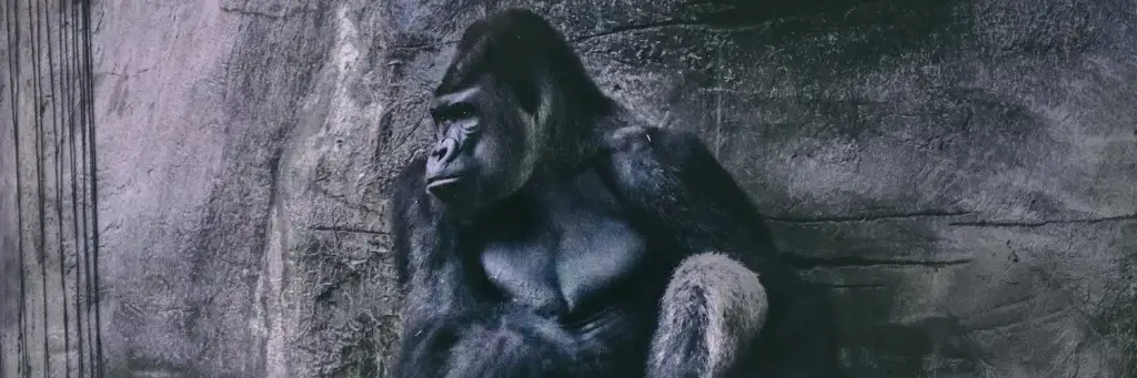 gorilla diet