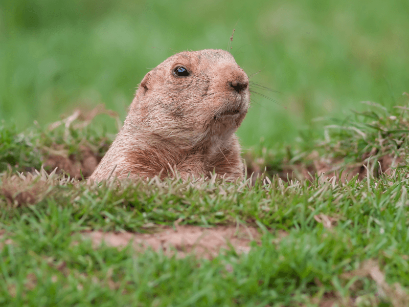 Groundhog's day and winter