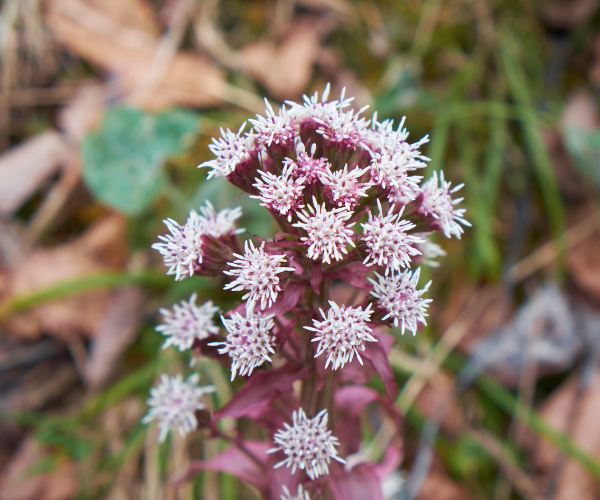 Butterbur Plant