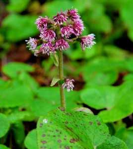 butterbur