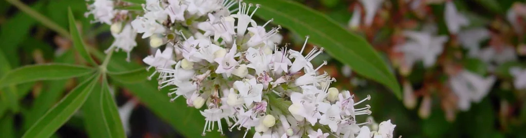 Vitex Agnus Castus May Benefit PMS & Migraines