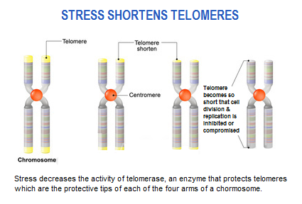 telomere-2