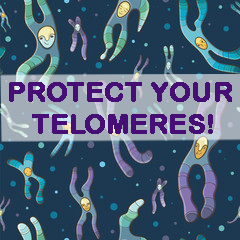 telomeres-protect-your-telomeres