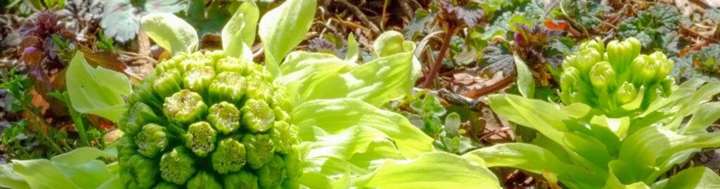 Butterbur Plant