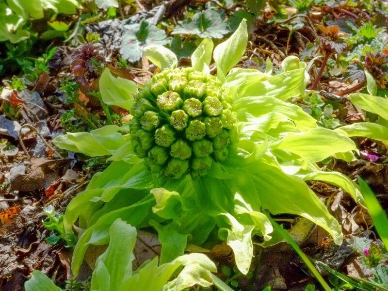 Butterbur Plant and Migraine