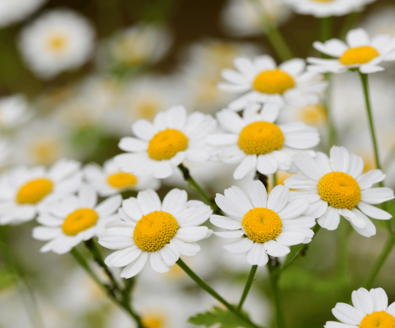 What is Puracol™ Feverfew? *