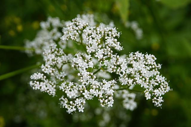 Valeriana