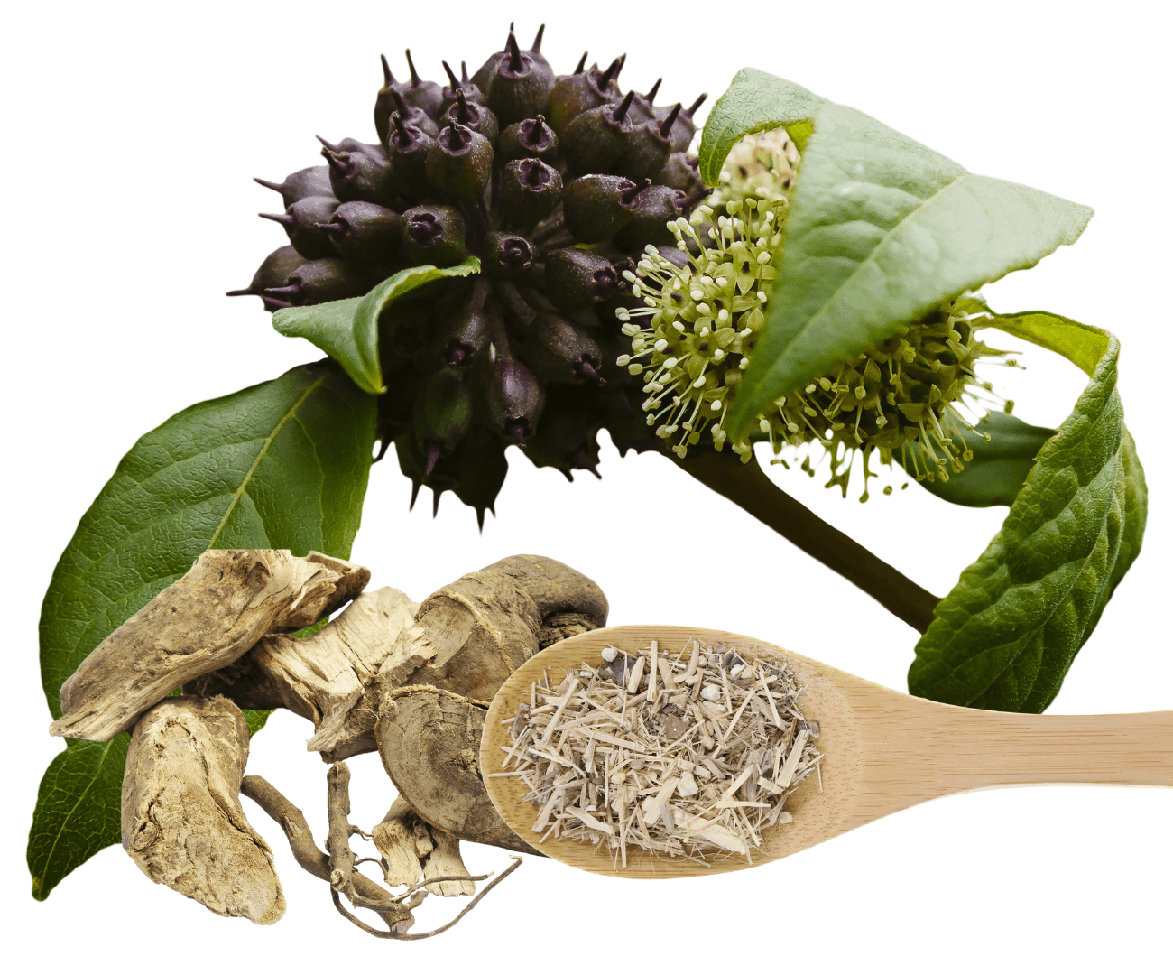 What are Adaptogens and Do You Need Them?
