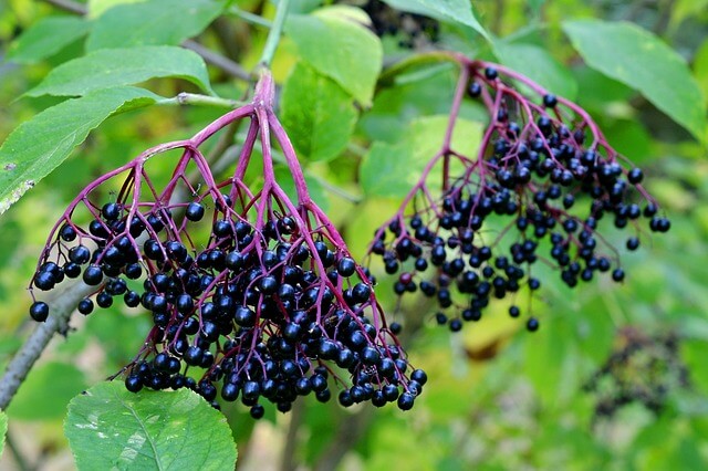 elderberries