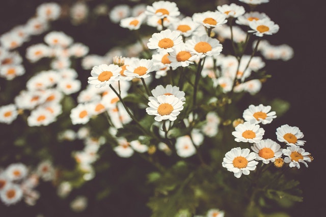 feverfew