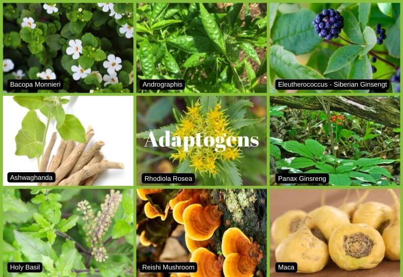Common Adaptogen Herbs