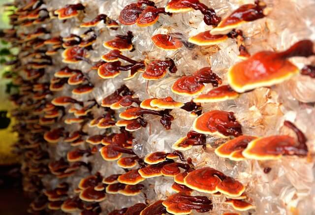 reishi mushroom