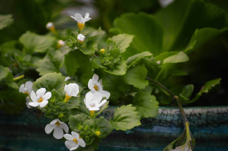 bacopa monnieri