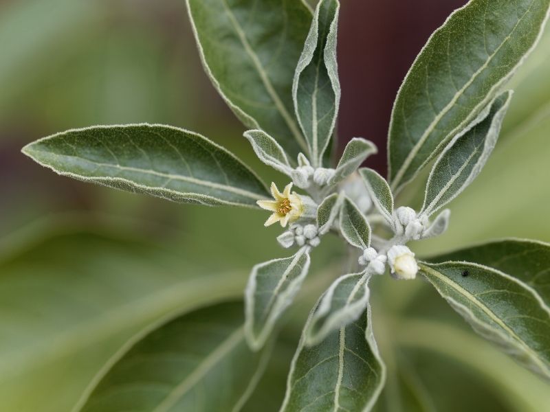 Ashwagandha: Health Benefits, Uses, Side Effects