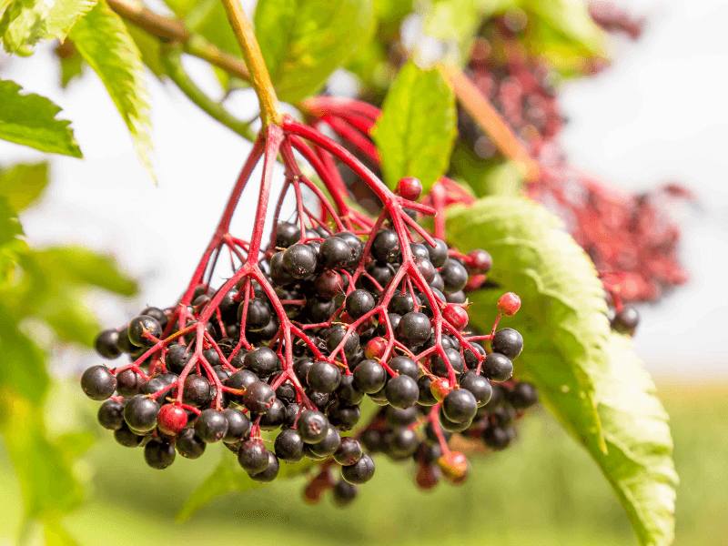 Elderberries for cold and flu.