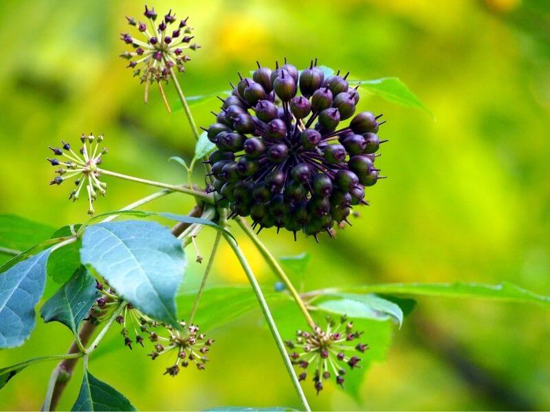 Siberian Ginseng - Eleuthero