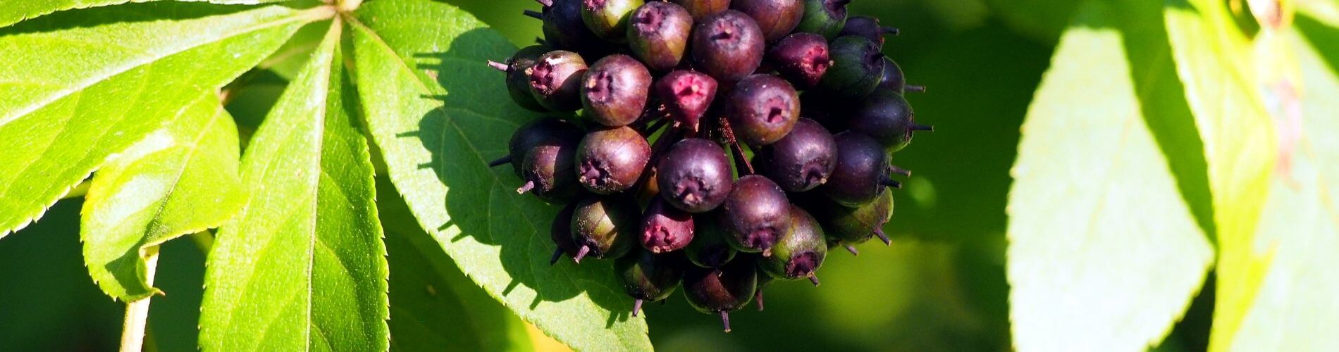 Eleuthero (Siberian Ginseng) Health Benefits| AKESO