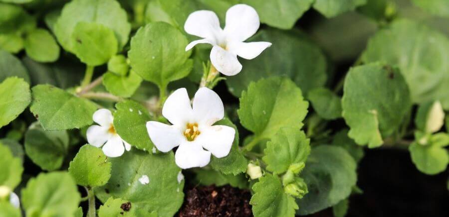 Bacopa Monnieri Benefits