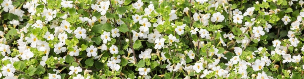 5 Benefits of Bacopa Monnieri