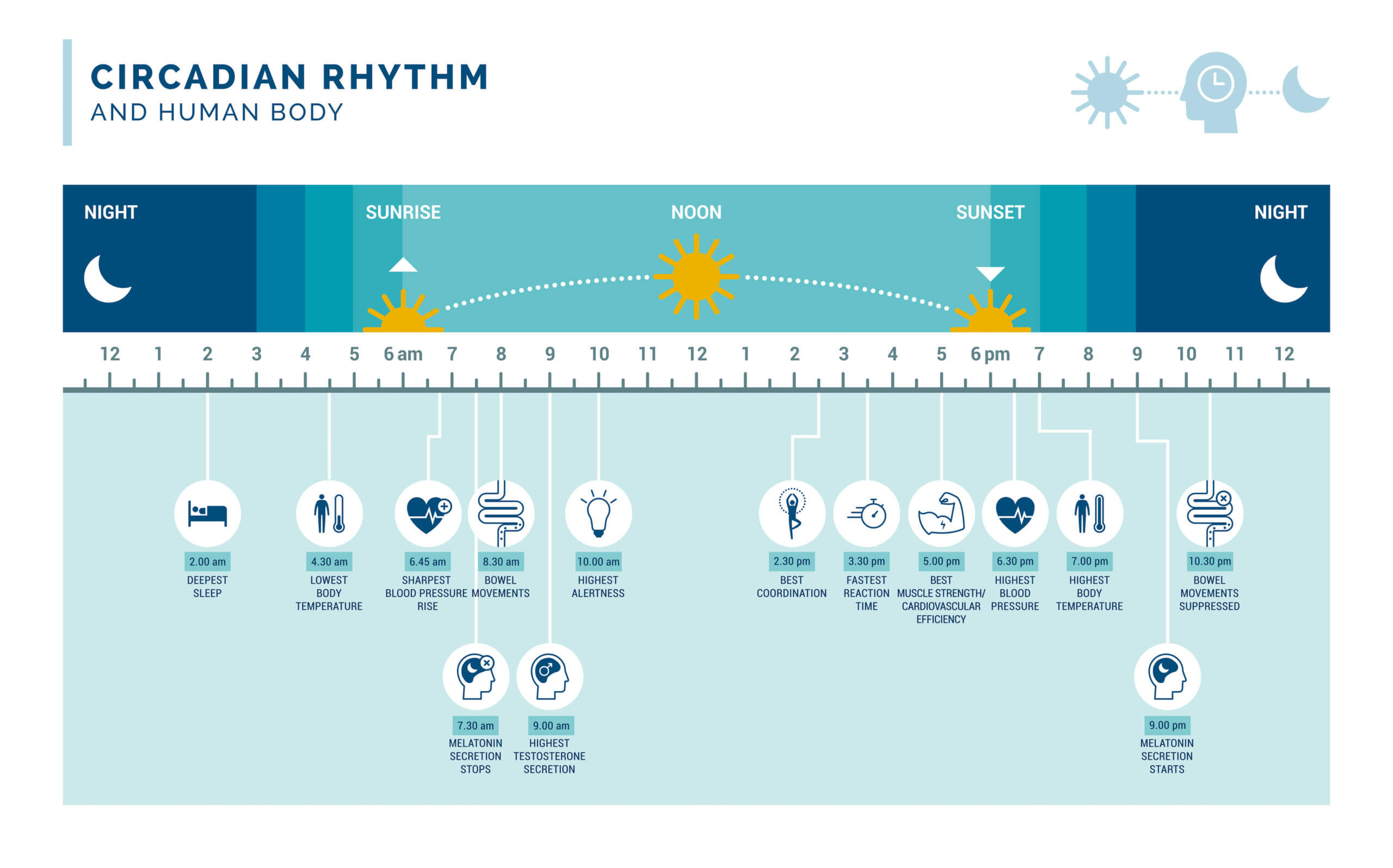 Circadian Rhythm Chart