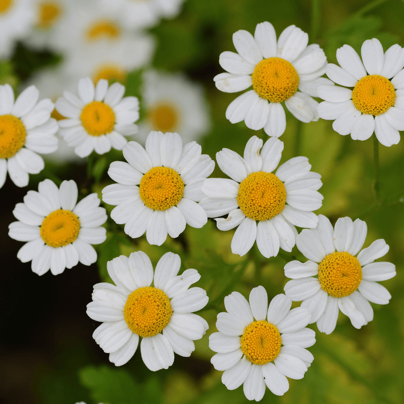 Feverfew for Migraines – A Real Plus!