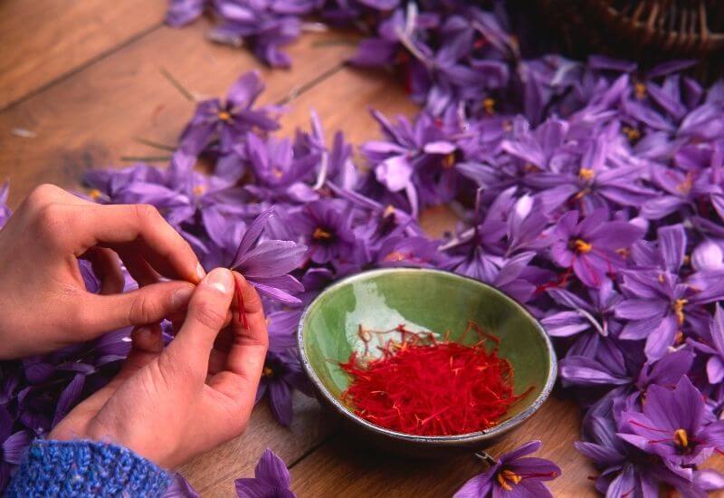 Hand processing saffron plant
