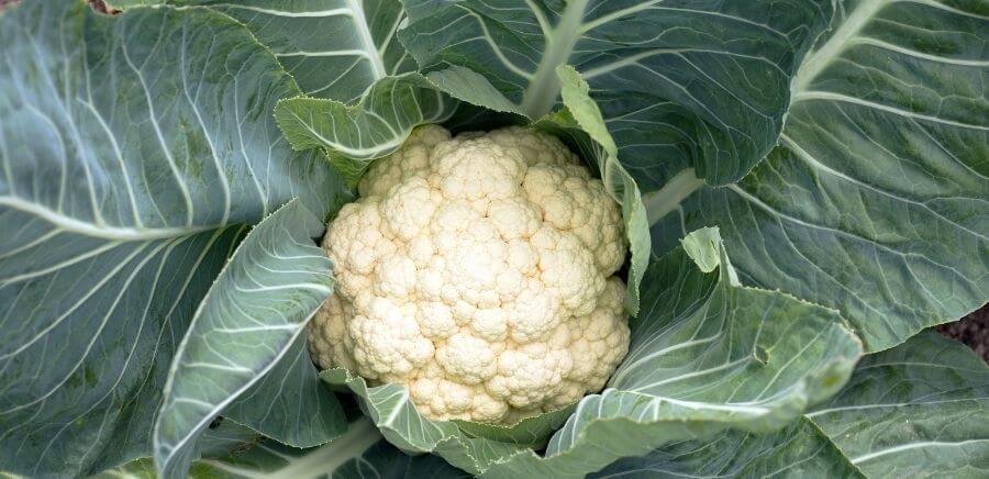 cauliflower