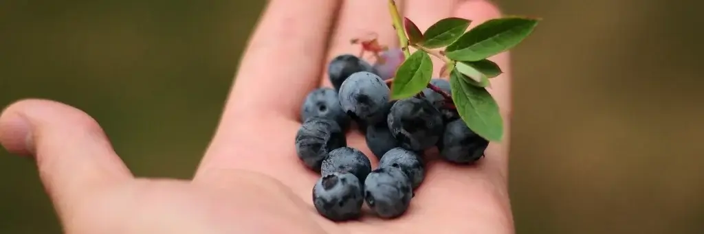 study on blueberries