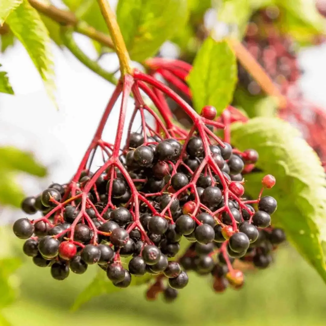 Elderberry Benefits for Immune System Health