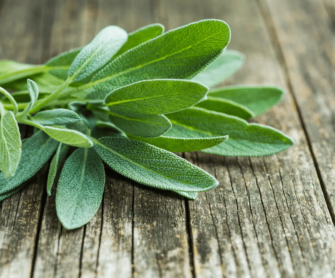Sage Benefits – Improving Memory and Information Processing